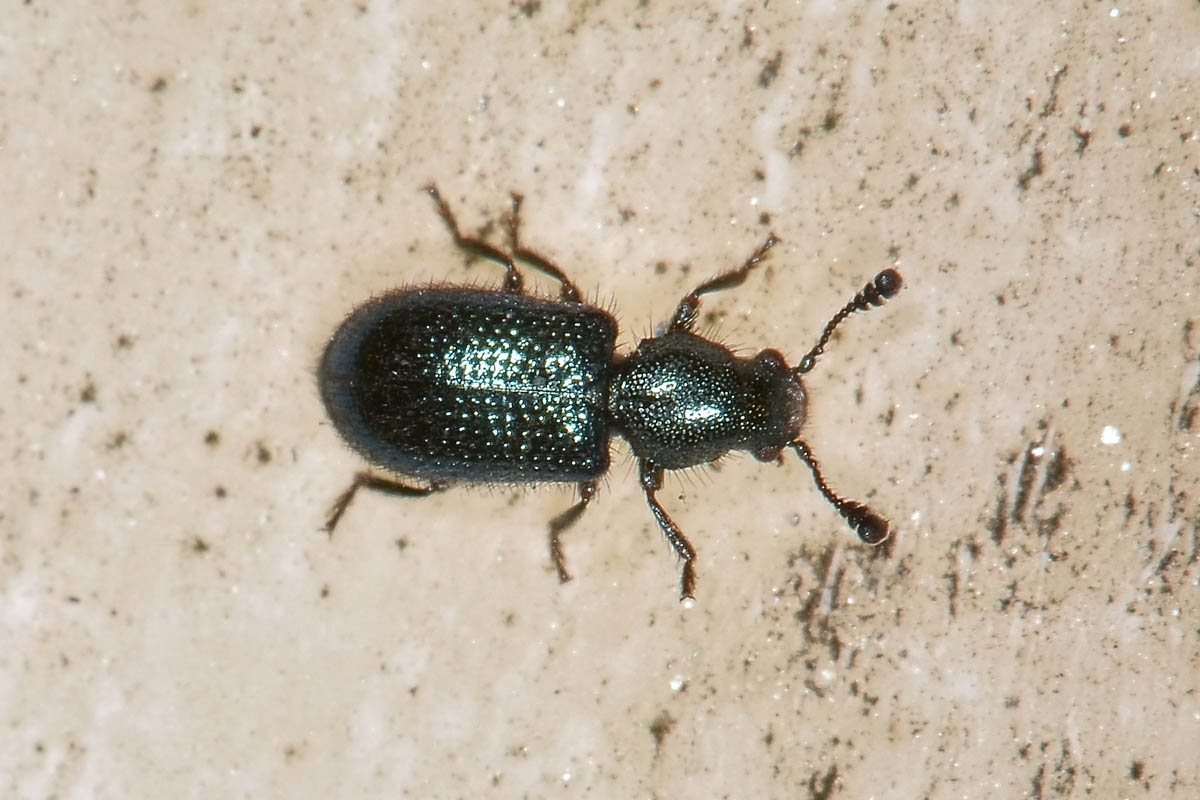 Necrobia violacea, Cleridae